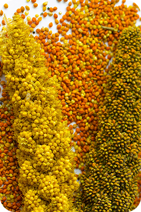 Millets Processing