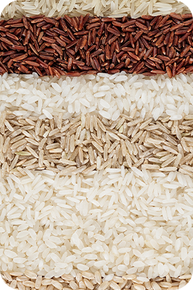 Paddy and Rice Processing