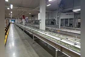 Cooling Conveyor with Adjustable Lane Dividers