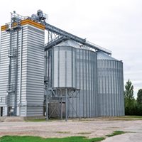 Italia: 3 000 toneladas de trigo y maíz