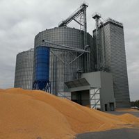 Polonia: 30 000 toneladas de trigo