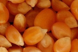 Soluciones de procesamiento de maíz
