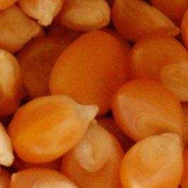 Maize Processing Solutions