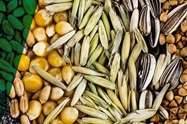 Seed Processing Solutions